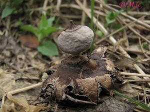 Geastrum nanum 1.jpg