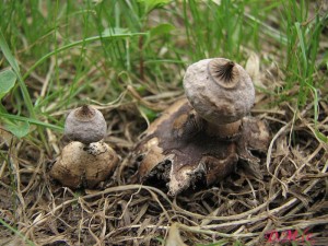 Geastrum nanum 2.jpg