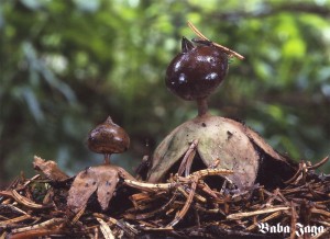 Geastrum pectinatum.jpg