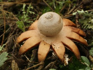 Geastrum pouzarii1.jpg