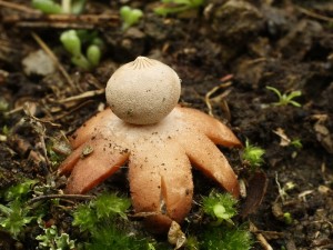 Geastrum pouzarii2.jpg