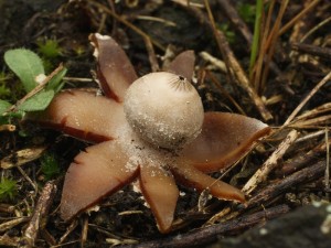 Geastrum pouzarii3.jpg