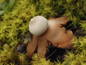 Geastrum pouzarii4.jpg