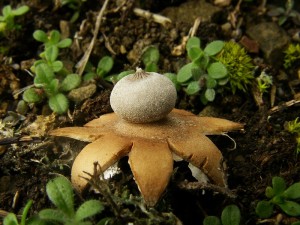 Geastrum pouzarii.jpg