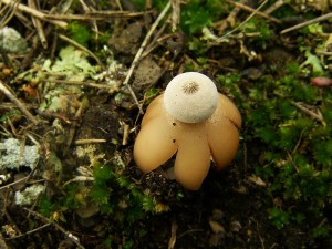 Geastrum pouzarii 1.jpg