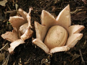 Geastrum rufescens1.jpg