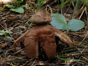 Geastrum rufescens.jpg