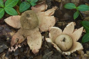 geastrum_rufescens_dm_10.jpg