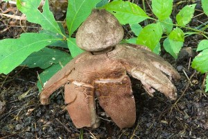 geastrum_rufescens_dm_13.jpg