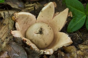 geastrum_rufescens_dm_8.jpg