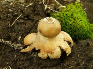 Geastrum schmidelii.jpg