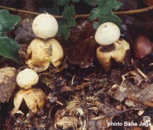 Geastrum sp.jpg