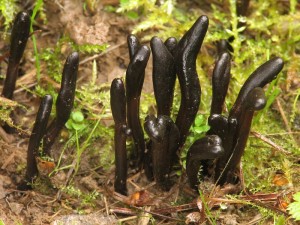 geoglossum1.jpg