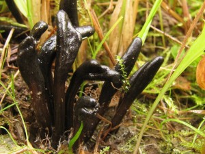 geoglossum2.jpg