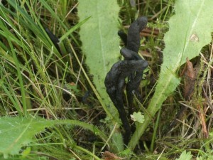 Geoglossum.jpg