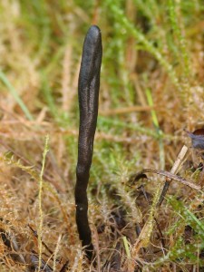 Geoglossum cookeianum1.jpg