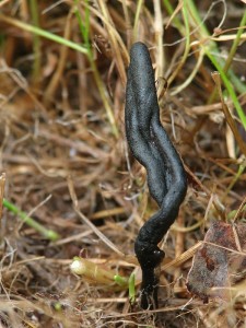 Geoglossum cookeianum2.jpg