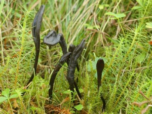 Geoglossum glabrum2.jpg