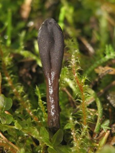 Geoglossum glutinosum1.jpg