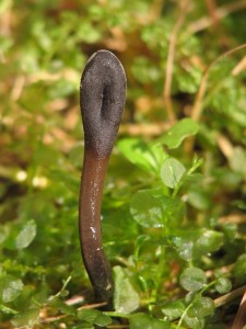 Geoglossum glutinosum2.jpg