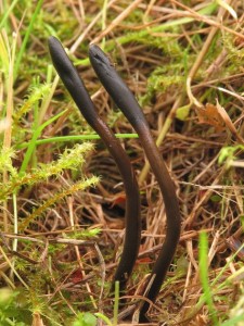 Geoglossum glutinosum3.jpg