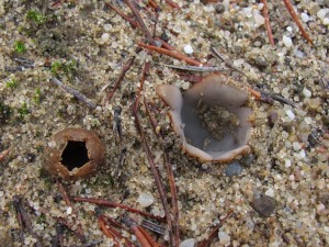 Geopora arenicola1.jpg