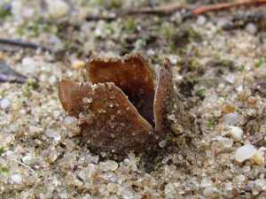 Geopora arenicola2.jpg