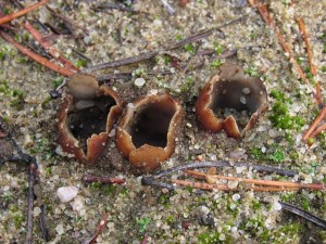 Geopora arenicola3.jpg