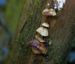 Gloiocephala menieri (5).jpg