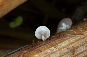 Gloiocephala menieri (6).jpg