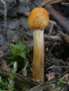 gracilis.JPG