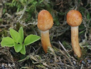 gracilis.jpg