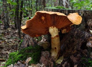 Gymnopilus junoniusB.jpg