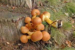 Gymnopilus_spectabilis.jpg