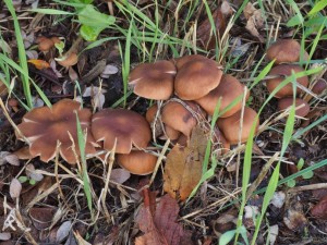 Gymnopus luxurians2u.jpg