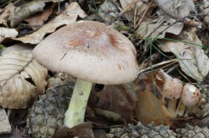 Gymnopus peronatus.jpg