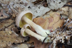 Gymnopus peronatus (3).jpg