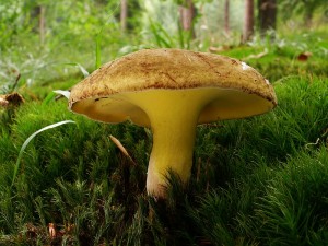 Gyrodon lividus 011.jpg