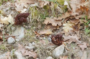 Gyromitra_esc1.jpg