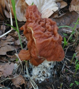 Gyromitra_fastigiata1.jpg