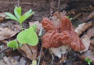Gyromitra_fastigiata2.jpg