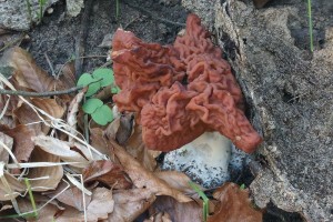 Gyromitra_fastigiata3.jpg