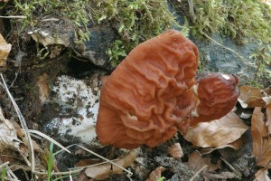 Gyromitra_fastigiata.jpg