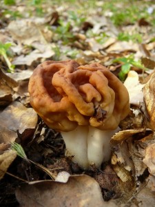 Gyromitra gigas.jpg