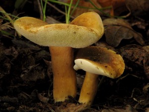 Gyroporus castaneus3.jpg