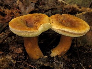 Gyroporus castaneus4.jpg