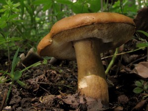 Gyroporus castaneus.jpg