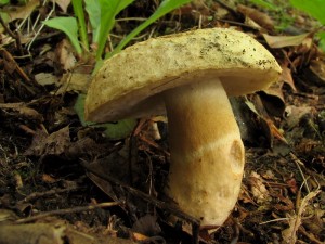 Gyroporus cyanescens.jpg