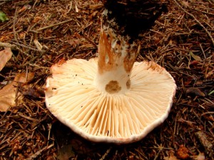 h.cernajici.JPG