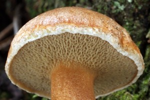 h287b.jpg